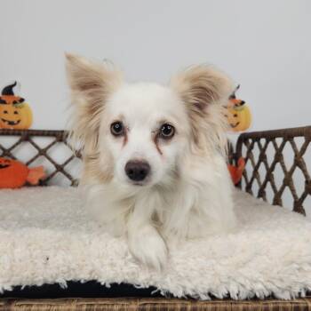 Tuffy -  Pomeranian and Chihuahua Dog for Adoption in Fort Wayne, Indiana - Tuffy | PetCurious