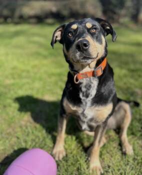 Labrador Retriever Dogs Available for Adoption in Hartwell, Georgia - Dottie And Brownie | PetCurious