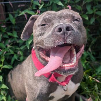 Maracas -  Pit Bull Terrier Dog for Adoption in Baltimore, Maryland - Maracas | PetCurious