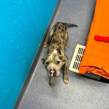 Marlo -  Mixed Breed Dog for Adoption in Edwardsville, Illinois - Marlo | PetCurious