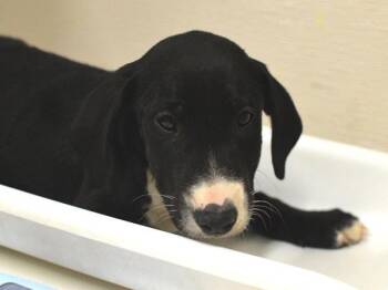 Jiggle -  Bull Terrier and Labrador Retriever Dog for Adoption in Portland, Oregon - Jiggle | PetCurious