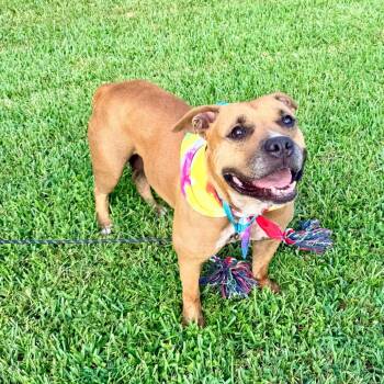 Arizona -  Pit Bull Terrier Dog for Adoption in Angleton, Texas - Arizona | PetCurious