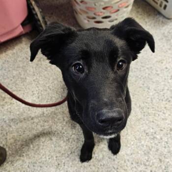 Rescue Labrador Retriever Dogs for Adoption in Muncie, Indiana - Oliver | PetCurious