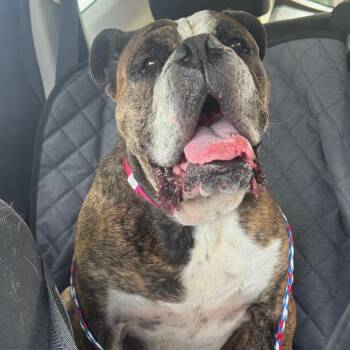 English Bulldog Dogs Available for Adoption in Las Vegas, Nevada - June Bug | PetCurious