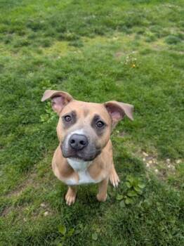 Boxer Dogs Available for Adoption - Dallas | PetCurious