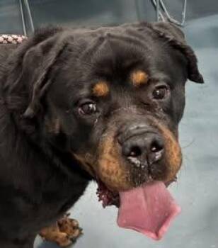 Coco Mellon -  Rottweiler Dog for Adoption in Deering, New Hampshire - Coco Mellon | PetCurious
