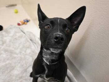 Australian Cattle Dog Blue Heeler and Mixed Breed Dogs Available for Adoption - Tyrian | PetCurious