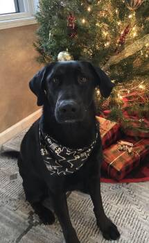 Hank -  Labrador Retriever Dog for Adoption in Vail, Arizona - Hank | PetCurious