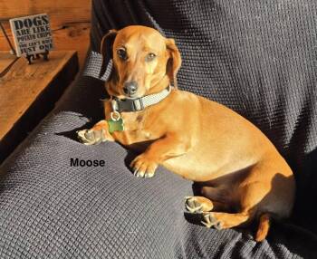 Dachshund and Cattle Dog Dogs Available for Adoption - Moose | PetCurious