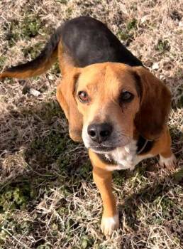 Beagle Dogs Available for Adoption - Teddy - Fostered In SE Nebraska | PetCurious