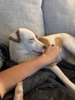 Pearl -  Terrier Dog for Adoption in Silsbee, Texas - Pearl | PetCurious