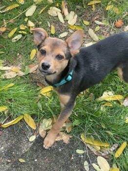 Rescue Shepherd and Poodle Dogs for Adoption in Bothell, Washington - Smidget | PetCurious