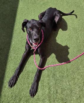 MICKEY -  Great Dane Dog Available for Adoption in Sacramento, California - MICKEY | PetCurious