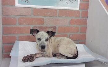 A2094634 -  Staffordshire Bull Terrier and Mixed Breed Dog for Adoption in Houston, Texas - A2094634 | PetCurious