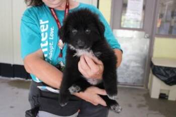 Ellie -  Great Pyrenees and Mixed Breed Dog for Adoption in Kansas City, Missouri - Ellie | PetCurious
