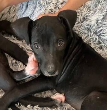 Rescue Mixed Breed Dogs for Adoption in Fishers, Indiana - Sophie | PetCurious
