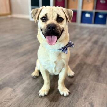 Pug and Puggle Dogs Available for Adoption - Milo Moonbeam | PetCurious