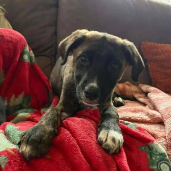 German Shepherd Dog and Boxer Dogs Available for Adoption in Nampa, Idaho - Colby | PetCurious