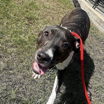 Maliah -  Pit Bull Terrier Dog for Adoption in Birmingham, Alabama - Maliah | PetCurious