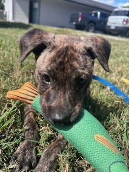 Nutter Butter -  Mountain Cur Dog for Adoption in Andover, Massachusetts - Nutter Butter | PetCurious