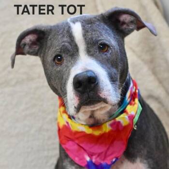 TATER TOT -  Pit Bull Terrier Dog Available for Adoption in Bowling Green, Ohio - TATER TOT | PetCurious