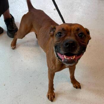 Ellie Chu Stray Hold 7/11 -  Mixed Breed Dog for Adoption in Huntington, West Virginia - Ellie Chu Stray Hold 7/11 | PetCurious