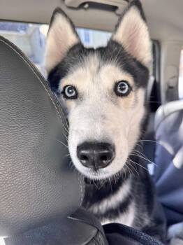 Nikki -  Husky Dog for Adoption in Manchester, Connecticut - Nikki | PetCurious