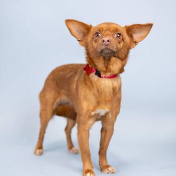 Chihuahua Dogs Available for Adoption in Portland, Oregon - Bella | PetCurious
