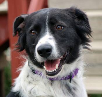 Border Collie Dogs Available for Adoption in Kansas City, Kansas - Bahama Mama (AO36370) | PetCurious