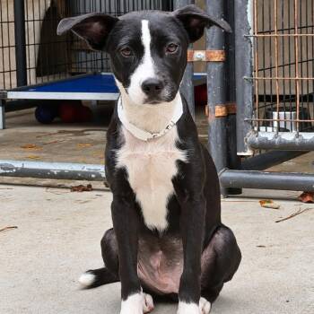 Faith -  Mixed Breed Dog for Adoption in Parrish, Alabama - Faith | PetCurious