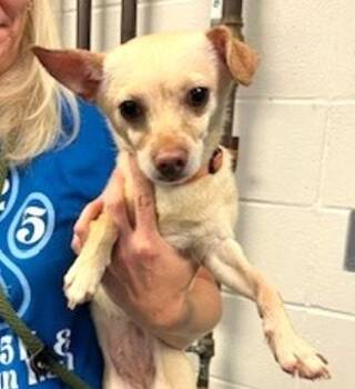 Abby -  Chihuahua and Mixed Breed Dog Available for Adoption in Morristown, New Jersey - Abby | PetCurious