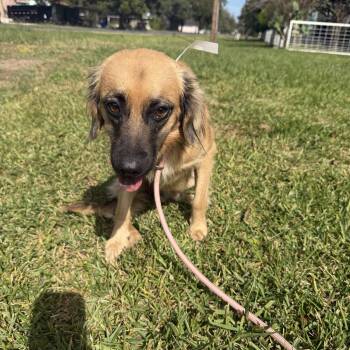 Blake -  Australian Shepherd Dog for Adoption in Louise, Texas - Blake | PetCurious