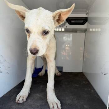 Darcy -  Labrador Retriever and Mixed Breed Dog for Adoption in Pine Bluff, Arkansas - Darcy | PetCurious