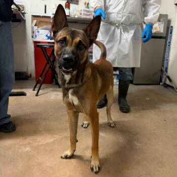 Luca -  German Shepherd Dog Dog for Adoption in Edinburg, Texas - Luca | PetCurious