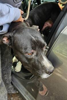 Mixed Breed Dogs Available for Adoption in Mobile, Alabama - Babette | PetCurious