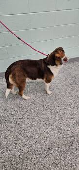 Beanie Weanie -  Terrier Dog for Adoption in Athens, Tennessee - Beanie Weanie | PetCurious