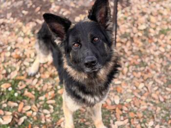 German Shepherd Dog Dogs Available for Adoption - CHAPLIN | PetCurious