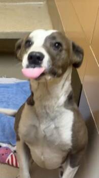 Della -  Mixed Breed Dog for Adoption in Longmont, Colorado - Della | PetCurious