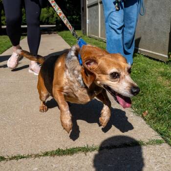 Puddin Tater -  Beagle Dog for Adoption in Baltimore, Maryland - Puddin Tater | PetCurious