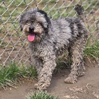 Poodle Dogs Available for Adoption in Zaleski, Ohio - Flash | PetCurious