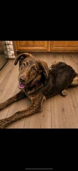 Brutus -  Plott Hound Dog for Adoption in York, Pennsylvania - Brutus | PetCurious
