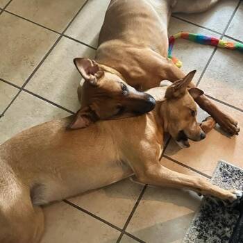 Rescue German Shepherd Dog Dogs for Adoption in Athens, Alabama - Bella (and Bruno) | PetCurious