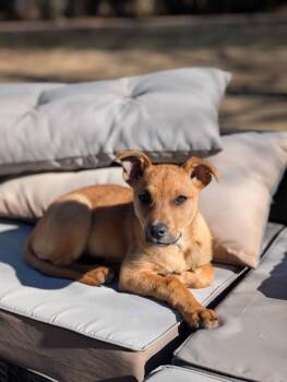 Cattle Dog Dogs Available for Adoption - Jargonaise | PetCurious