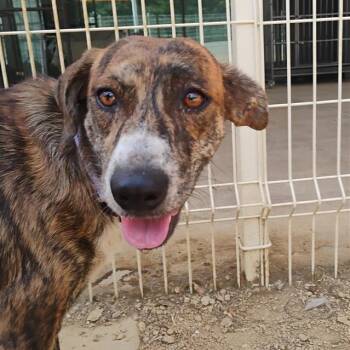 Freya -  Mixed Breed Dog for Adoption in Bentonville, Arkansas - Freya | PetCurious
