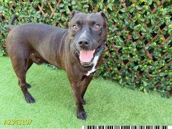 NENO -  Mixed Breed Dog for Adoption in West Palm Beach, Florida - NENO | PetCurious