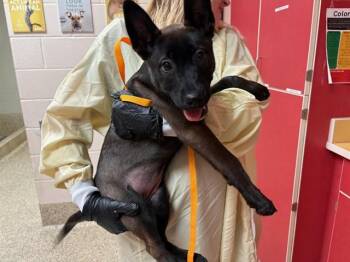 RUTABAGA -  Belgian Shepherd Malinois Dog Available for Adoption in Colorado Springs, Colorado - RUTABAGA | PetCurious