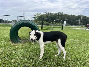 SONIC -  Border Collie and Mixed Breed Dog for Adoption in Winter Haven, Florida - SONIC | PetCurious