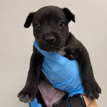 Mayflower -  Mixed Breed Dog for Adoption in Columbiana, Alabama - Mayflower | PetCurious