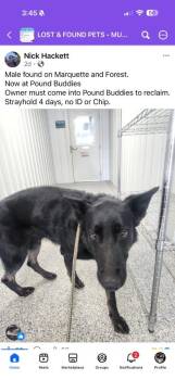 Ansel -  German Shepherd Dog Dog Available for Adoption in Muskegon, Michigan - Ansel | PetCurious