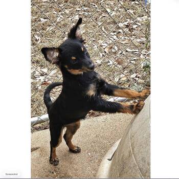 Bloom -  Chihuahua Dog for Adoption in Uxbridge, Massachusetts - Bloom | PetCurious